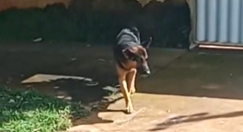 Pai denuncia que filho foi mordido por cachorro que tem dono, mas vive solto em rua de Senador Canedo